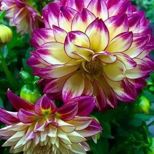 Meet your Posher, Dalia